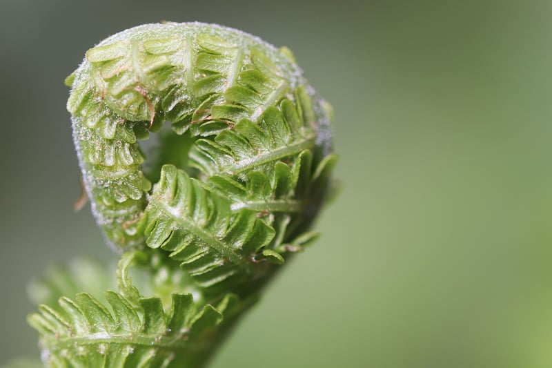 Phoenix Ferns