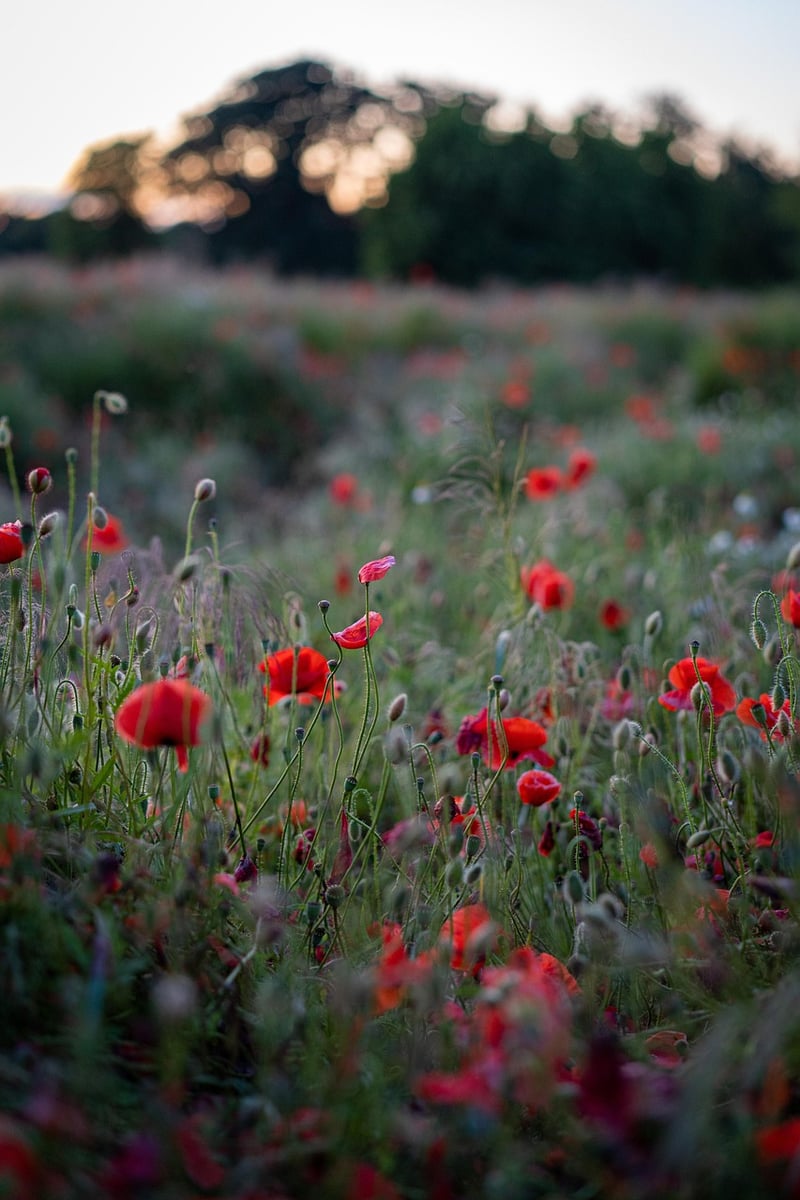 Whimsical Meadows