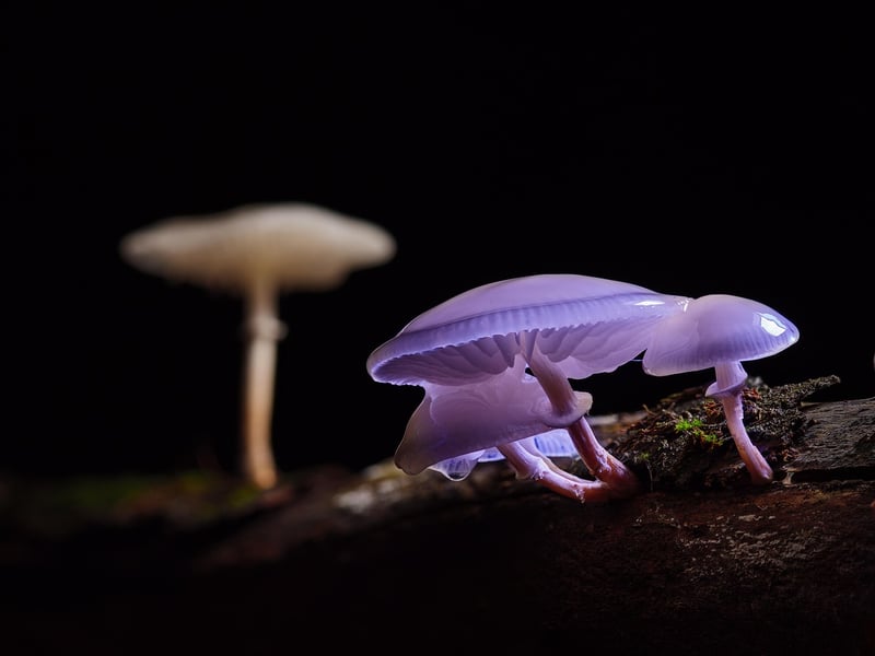 Glowing Mushrooms Cluster